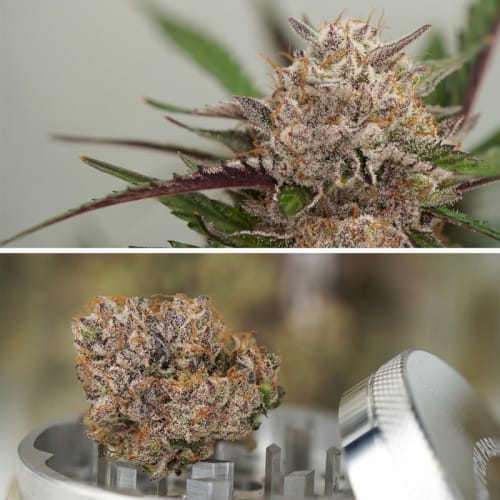Auto Mimosa Punch cannabis seeds – Auto-Flowering – High Yielding – Fruity – image 5 from Seed City