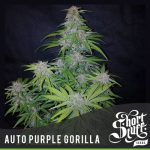 showing Large yield – Auto-Flowering – Fruity – image 1 – Seed City