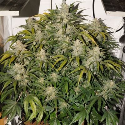 Image 2 of Auto SFV OG cannabis by Dutch Passion Seeds – Super Strength – Sour – Guaranteed female plants – Seed City