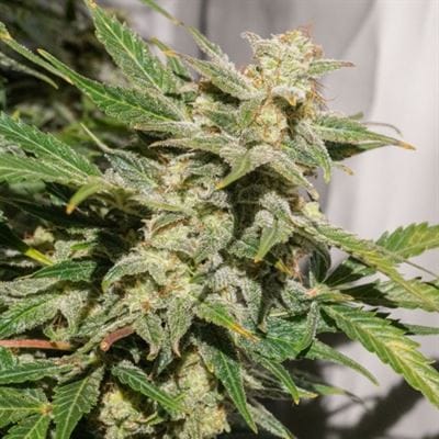 Auto SFV OG cannabis seeds – Super Strength – Sour – Guaranteed female plants – image 3 from Seed City