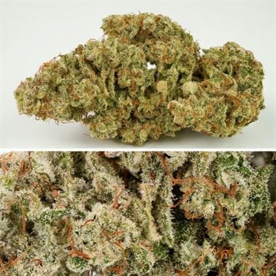 Auto SFV OG cannabis seeds – Sour – Super Strength – Indoor-friendly – image 4 from Seed City