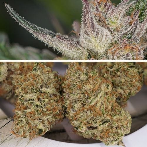 Auto Trichome and Cream by Dutch Passion Seeds – 50% Indica/50% Sativa – Super Strength – Dairy – image 2 – Seed City
