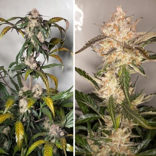 Auto Trichome and Cream cannabis seeds – Indoor – Female seeds – Auto-Flowering – image 4 from Seed City