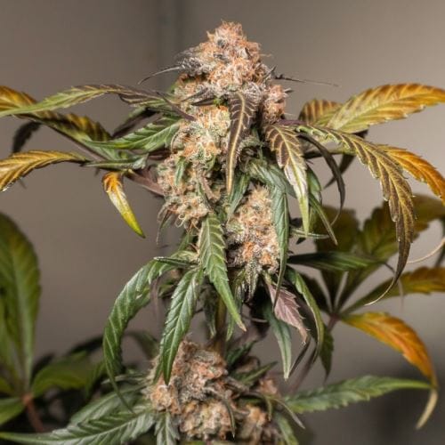 Image 8 of Auto Trichome and Cream cannabis by Dutch Passion Seeds – 50% Indica/50% Sativa – Dairy – Indoor – Seed City