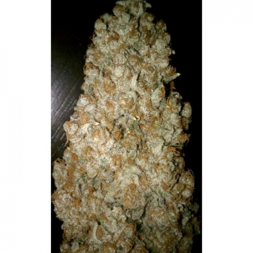 Auto Wappa cannabis seeds – Mostly Indica – Indoor-friendly – Relaxing – image 2 from Seed City