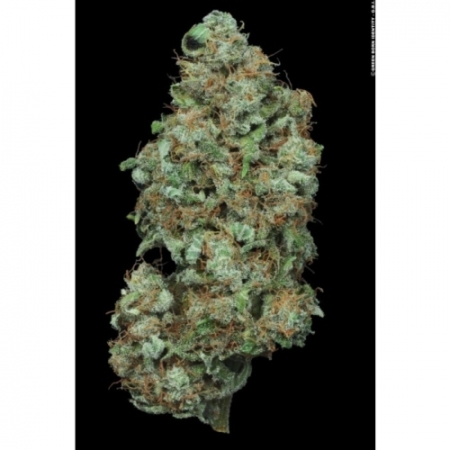 Auto Wappa by Paradise Seeds – Female seeds – Relaxing – Auto-Flowering – image 4 – Seed City