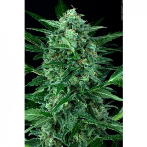 Auto Wappa by Paradise Seeds – Relaxing – Female seeds – Auto-Flowering – image 5 – Seed City