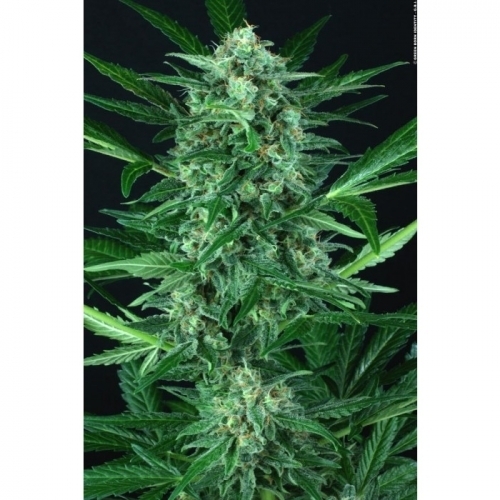 Auto Wappa from Paradise Seeds