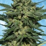 White Russian Autoflowering cannabis seeds – Outdoor – Guaranteed female plants – Indica-heavy – image 2 from Seed City