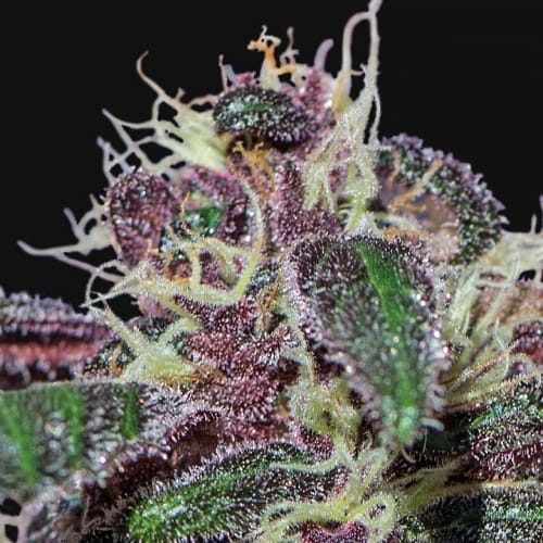 Ayahuasca Purple by Barneys Farm Seeds – 12/12 Photoperiod – Super Strength – Large yield – image 2 – Seed City