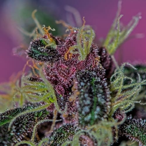 Image 3 of Ayahuasca Purple cannabis by Barneys Farm Seeds – Insomnia – Large yield – Outdoor cultivation – Seed City
