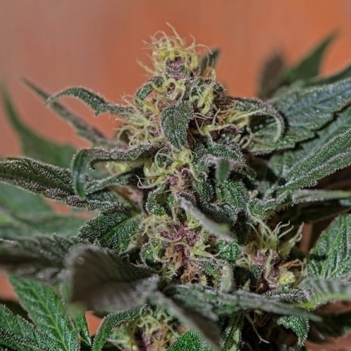 Middle of September – Sour – Female seeds – Ayahuasca Purple strain – image 4 – from Barneys Farm Seeds via Seed City