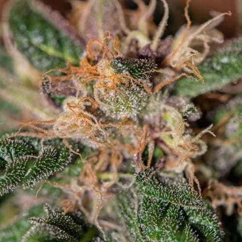 Image 5 of Ayahuasca Purple cannabis by Barneys Farm Seeds – Insomnia – Indica Dominant – 12/12 Photoperiod – Seed City