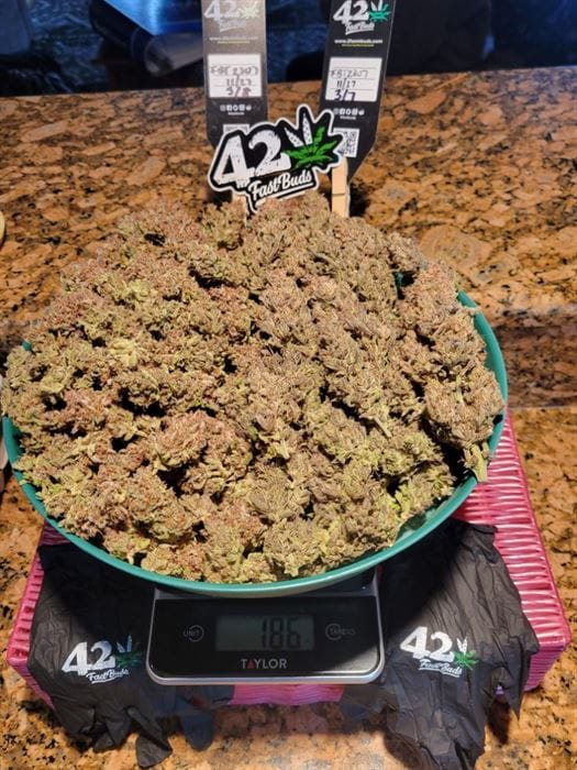 Guava Auto by FastBuds – Sweet – Resistant to Pests – Guaranteed female plants – image 9 – Seed City