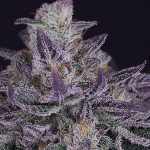 Image 2 of Banana Fudge Pop cannabis by Crockett Family Farms – Regular – Uplifting – Sweet – Seed City