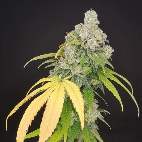 Banana Gushers cannabis seeds – Banana – 12/12 Photoperiod – Good for outdoor grow – image 2 from Seed City