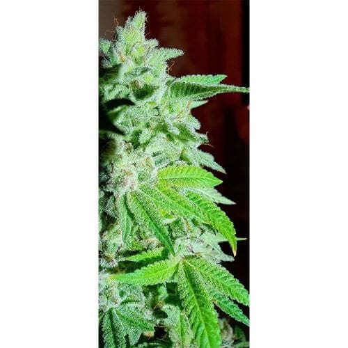 Banana Oreoz Graines de cannabis – Photopériode 12/12 – Cérébrale – Féminisées – image 3 de Seed City