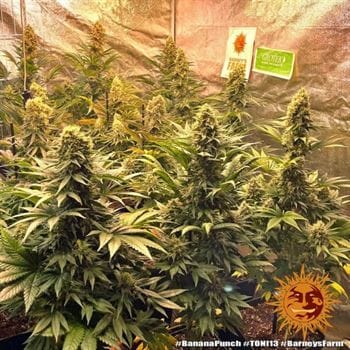 Banana Punch cannabis seeds – 12/12 Photoperiod – Guaranteed female plants – Banana – image 2 from Seed City
