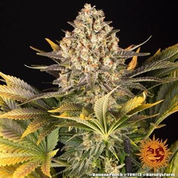 Banana Punch by Barneys Farm Seeds – 12/12 Photoperiod – Banana – Suited for indoor growing – image 4 – Seed City