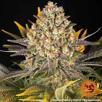 Banana Punch cannabis seeds – 50% Indica/50% Sativa – Banana – 12/12 Photoperiod – image 6 from Seed City