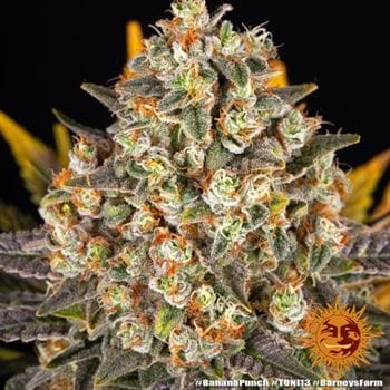 Banana Punch by Barneys Farm Seeds – 12/12 Photoperiod – Banana – 50% Indica/50% Sativa – image 7 – Seed City