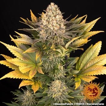 Banana Punch cannabis seeds – 50% Indica/50% Sativa – 12/12 Photoperiod – Banana – image 8 from Seed City