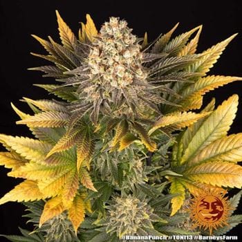 Banana Punch cannabis seeds – Suited for indoor growing – Banana – Guaranteed female plants – image 9 from Seed City