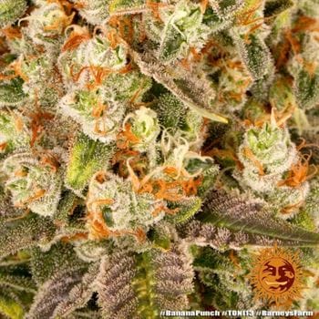 Banana Punch by Barneys Farm Seeds – Banana – Guaranteed female plants – 12/12 Photoperiod – image 10 – Seed City