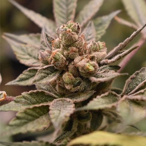 Image 2 of Banana Runtz cannabis by Old School Genetics – 12/12 Photoperiod – Dairy – Indoor – Seed City