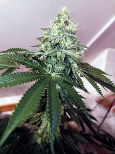 Image 2 of Banger Glue cannabis by Little Chief Collabs – Outdoor – Couch Lock – 12/12 Photoperiod – Seed City