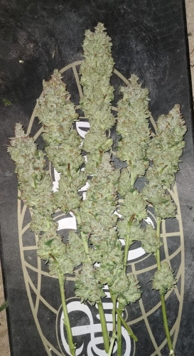 Banger Glue by Little Chief Collabs – Couch Lock – Outdoor – Female seeds – image 4 – Seed City