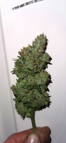 Couch Lock – Piney – 50% Indica/50% Sativa – Banger Glue strain – image 5 – from Little Chief Collabs via Seed City