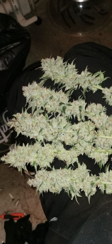 Banger Glue cannabis seeds – Female seeds – Outdoor – 50% Indica/50% Sativa – image 6 from Seed City