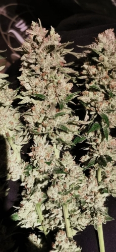 Image 8 of Banger Glue cannabis by Little Chief Collabs – 50% Indica/50% Sativa – Outdoor – Piney – Seed City