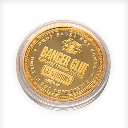 Banger Glue cannabis seeds – Couch Lock – Female seeds – Piney – image 11 from Seed City