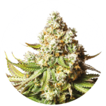 Bear Gorilla cannabis seeds – Guaranteed female plants – Middle of October – Earthy – image 2 from Seed City