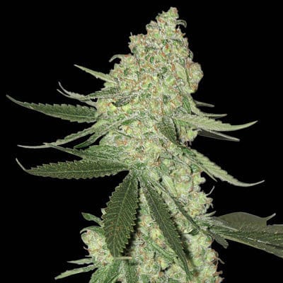 Big Stilton Auto cannabis seeds – Dairy – Feminized – Resistant to Mould – image 2 from Seed City
