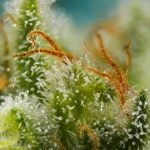 Image 2 of Big Devil XL Auto cannabis by Sweet Seeds – Lemon – Auto-Flowering – Guaranteed female plants – Seed City