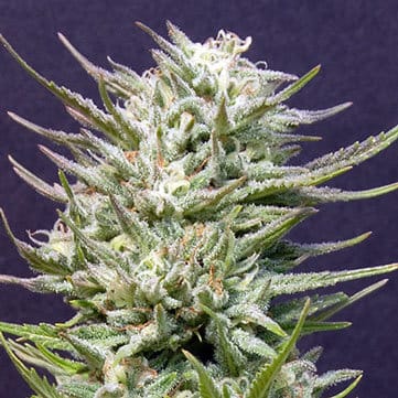 Big Freeze from Big Head Seeds