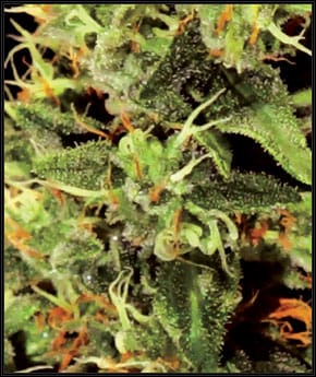 Big Bang desde Green House Seeds