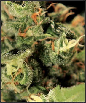 Big Bang Auto-flowering by Green House Seeds – Indoor-friendly – Auto-Flowering – General Pain – image 2 – Seed City