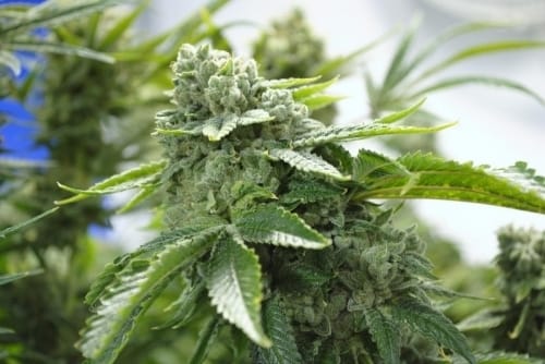 Biker Kush V2.0 cannabis seeds – 12/12 Photoperiod – Regular – Tall (140cm plus) – image 4 from Seed City