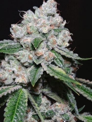 Image 3 of Biker Kush V2.0 cannabis by Karma Genetics – Piney – Indica-heavy – Regular – Seed City