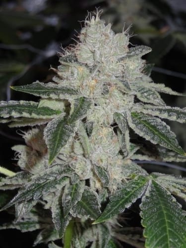 Image 2 of Biker Kush V2.0 cannabis by Karma Genetics – Piney – Regular – Tall (140cm plus) – Seed City