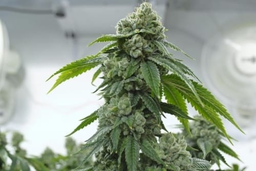 Biker Kush V2.0 from Karma Genetics