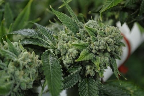 Biker Kush V2.0 cannabis seeds – Super Strength – Regular – Greenhouse – image 5 from Seed City