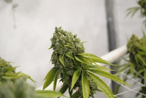 showing Regular – Indica-heavy – Piney – image 7 – Seed City