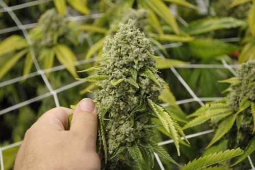 Biker Kush V2.0 by Karma Genetics – Indica-heavy – Tall (140cm plus) – 12/12 Photoperiod – image 6 – Seed City