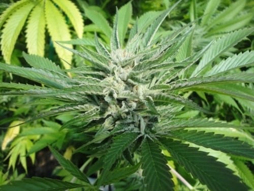 Biker Kush V2.0 cannabis seeds – Regular – 12/12 Photoperiod – Super Strength – image 11 from Seed City