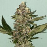 Biscotti 2.0 cannabis seeds – Feminized – Indica Dominant – Appetite Stimulant – image 2 from Seed City